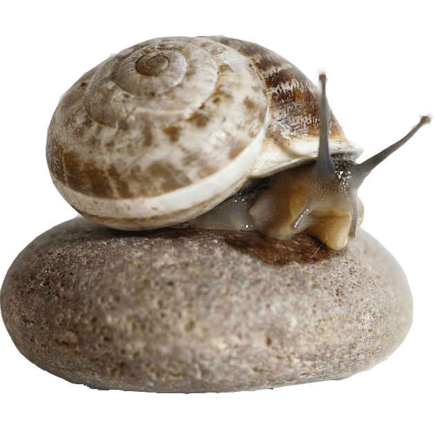 Esci dal Guscio